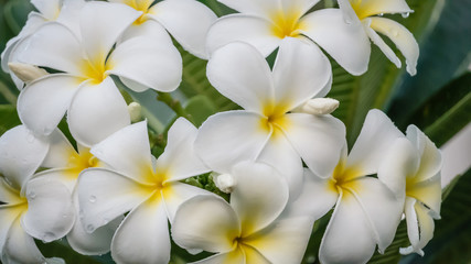 Obraz na płótnie Canvas white and yellow frangipani