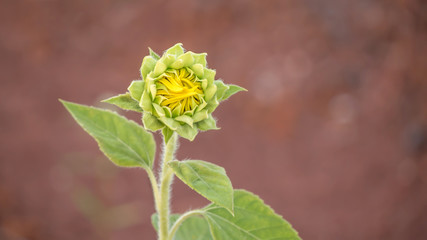 yellow sunflower bud