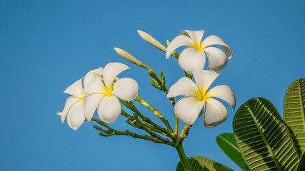 White Plumeria flower