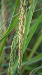 Spikelet of rice in the field