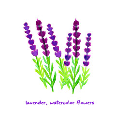 Watercolor lavender collection