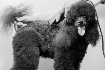 Haircut of a black poodle's body