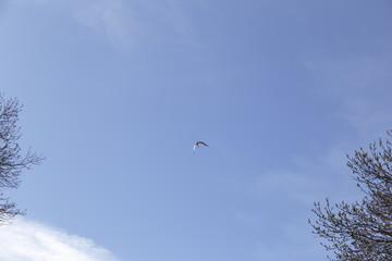 Stork flying over the tops of some dry trees in spring
