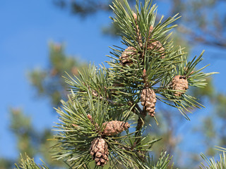 Kiefernzapfen, Kiefer, Pinus 