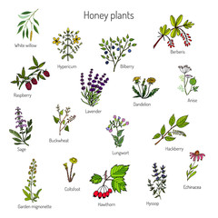 nectar sources for honey bees