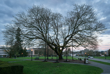 Old Tree At Sunset