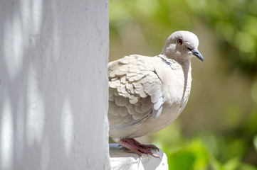 The Curious turtledove