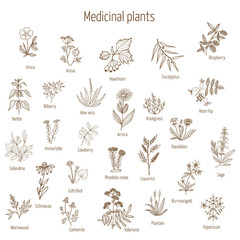 Fototapeta na wymiar hand drawn medical herbs and plants