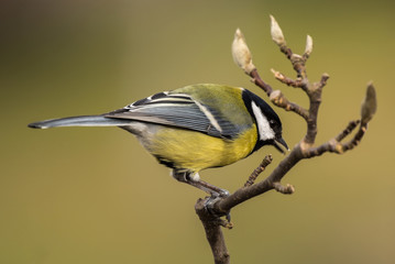 Great tit on a branch