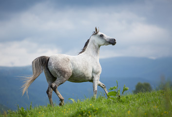 Gray Arabian mare in the mountains