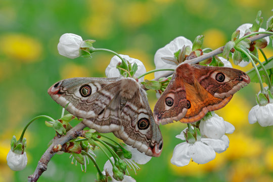 Close up of small emperor moth on flower