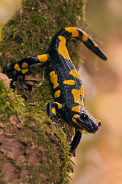 Close up of fire salamander on tree