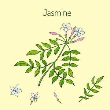 Jasmin branch with flowers