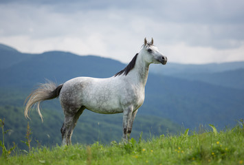 Arabian mare in the mountains.