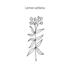 Lemon verbena aromatic and medicinal plant.