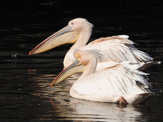 zwei Pelikane