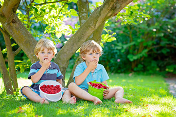 Two little friends, kid boys having fun on raspberry farm in summer