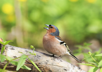 Chaffinch sings the song while standing on a log in spring