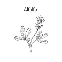 Alfalfa botanical vector illustration