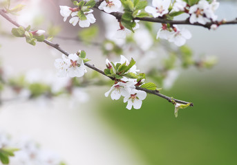 cherry branch with white delicate flowers bloom in spring garden