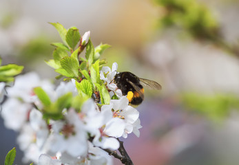 shaggy bumblebee pollinating a blossoming branch of a cherry spring