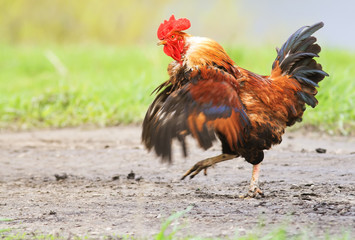  cock smartly paces along the road, waving his wings