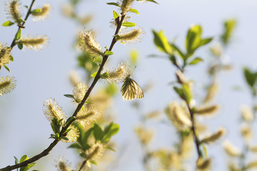 a small white butterfly sitting on a yellow furry buds of the pussy willow