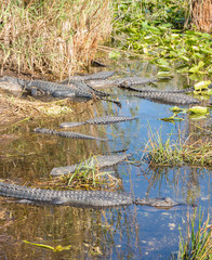 Group of American alligators at Evergaldes National park in florida