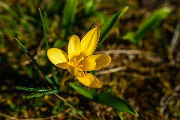 Fototapeta na wymiar Gelbe Frühlingsblume 