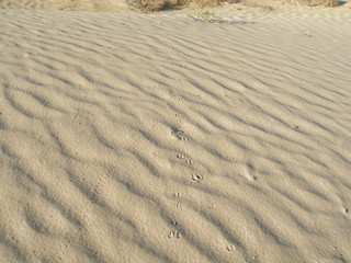 Sand landscape