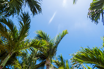 Fototapeta premium Tropical nature: Many palm trees with a crystal clear blue sky. New Providence Island, Nassau, Bahamas.