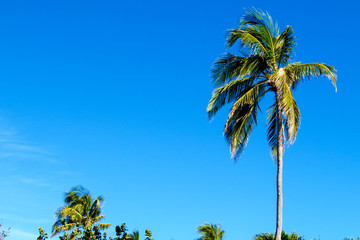 Obraz premium Tropical nature: Many palm trees with a crystal clear blue sky. New Providence Island, Nassau, Bahamas.