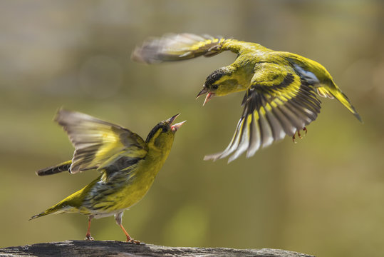 Eurasian siskin birds fight