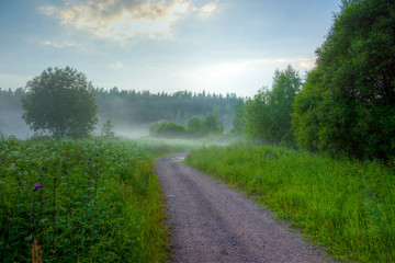 Meadow with fog