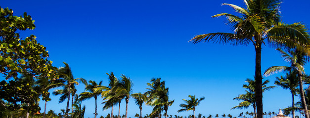 A panorama of many tropical trees and palms with a perfect blue sky. Nassau, Bahamas.