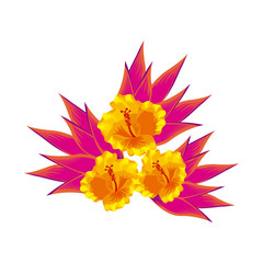 tropical flowers over white background. colorful design. vector illustration