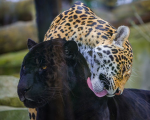 Leopard and black leopard, panthers in love
