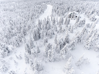 Aerial view of snow covered forest