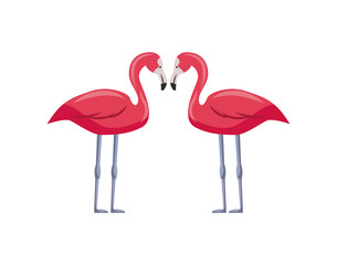 pink flamingos over white background. colorful design. vector illustration