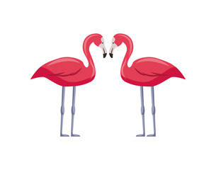 pink flamingos over white background. colorful design. vector illustration