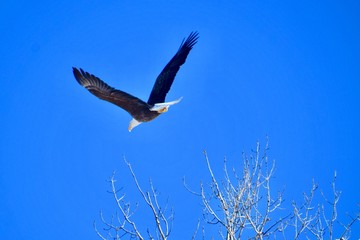 Fototapeta premium Eagles