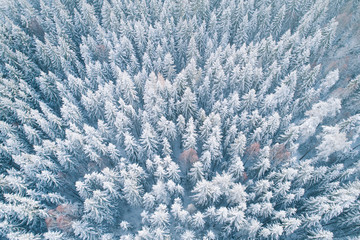 Frozen forest