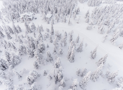 Aerial view of snow covered forest