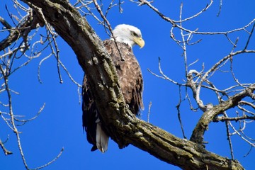 Eagles
