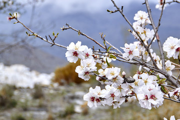 Obraz premium Almond blossoms