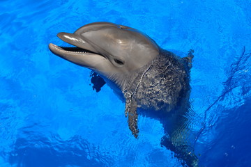 Happy dolphin smiling opened his mouth showing his teeth with his eyes open