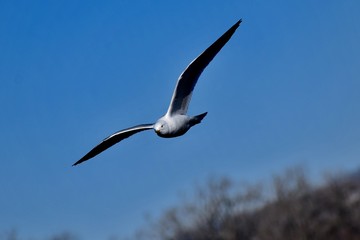 Gulls