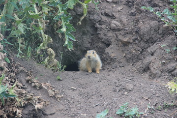 gopher near the hole