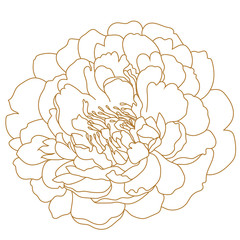 Golden peony flower, bud. Vector.