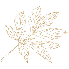 Golden graphical branch and leaves of plants. Palm leaves isolated on white background. Vector